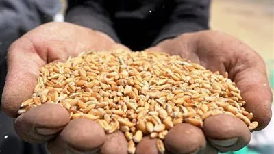 شون وصوامع كفر الشيخ تستقبل 102907 أطنان قمح 