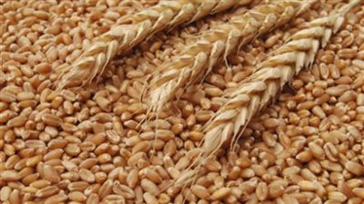 2.2 مليون طن قمح محلي تم توريدها لوزارة التموين حتى الأن