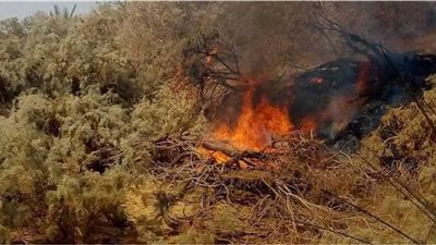 إخماد حريقين بمزارع نخيل بواحتي الداخلة والفرافرة دون خسائر بشرية