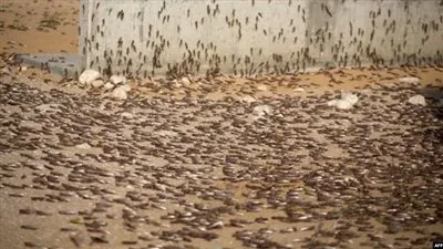 ظهور أسراب من الجراد في إحدى محافظات مصر وتحرك فوري من الحكومة