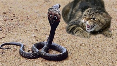 حقائق مثيرة حول الكوبرا والقطط.. تعرف عليها