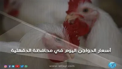 أسعار الدواجن اليوم الأربعاء 29-5-2019 في الدقهلية