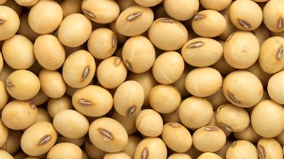 الصين تعلق عملية استيراد المحصول من الولايات المتحدة