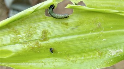 تهدد الأمن الغذائي في مصر.. ما هي مخاطر دودة الحشد الخريفية؟