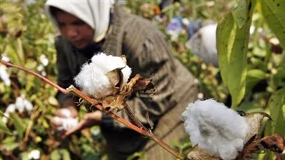 أستاذ اقتصاد: لابد من زيادة أسعار القطن لتشجيع الفلاح على زراعته