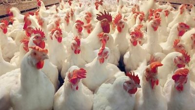 أسعار الدواجن والبيض في الأسواق اليوم الإثنين 10-6-2019