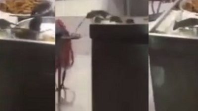 فئران تتنقل على الوجبات في أحد مطاعم المدينة.. ومطالب بسرعة إغلاقه