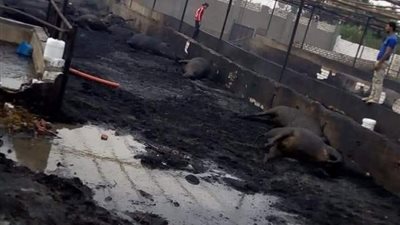 وفاة الحالة الرابعة متأثرة بالجروح فى حريق حظائر الماشية بالفيوم