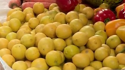 نقيب الفلاحين: انتظروا انخفاضا أكبر بسعر الليمون ليسجل الكيلو 7 جنيهات