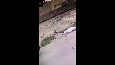 الأحساء: كلاب ضالة تهاجم طفلاً أمام منزله وتنهشه بأسنانها