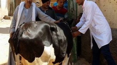 تحصين الثروة الحيوانية من الحمى القلاعية في الوادي الجديد