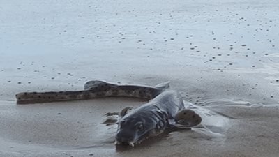 العثور على كائن بحري غريب على شاطئ أسترالي