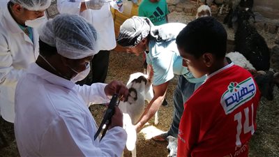 استمرار الحملة القومية التحصين ضد مرض الحمي القلاعية بالبحر الأحمر (صور) 