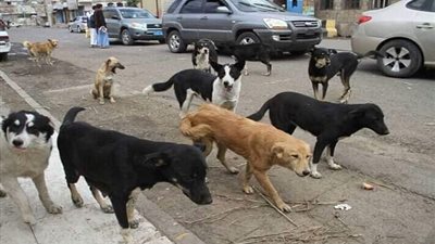 حملة مكبرة لمكافحة الكلاب الضالة في الإسماعيلية 