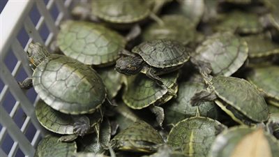 ماليزيا تصادر أكثر من 5 آلاف سلحفاة صغيرة ومخدرات في مطار كوالالمبور