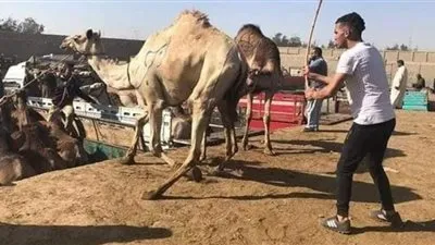 أحد تجار سوق برقاش عن تعذيب الجمال: 