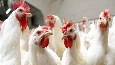 أسعار الدواجن والبيض في الأسواق اليوم السبت 29-6-2019 