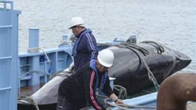 اليابان تستأنف صيد الحيتان التجاري وسط انتقادات