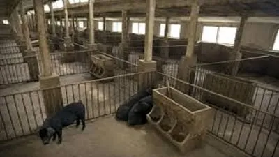 مسئول صيني: تفشي حمى الخنازير 