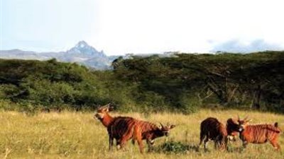 كينيا تطلق استراتيجية لاستعادة تقلص عدد سكان بونغو الجبلية