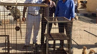 ضبط 5 نسانيس 