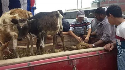 بيطري الدقهلية تعالج ١٦١٨ حالة مجانية في دماص