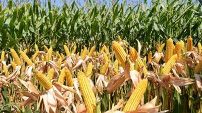 وزارة الزراعة تعلن عن ارشادات مواجهة تأثير الموجه الحاره علي المحاصيل الصيفيه