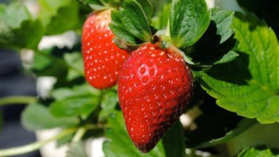 58 مليون دولار إجمالي صادرات الفراولة المصرية خلال 9 أشهر 