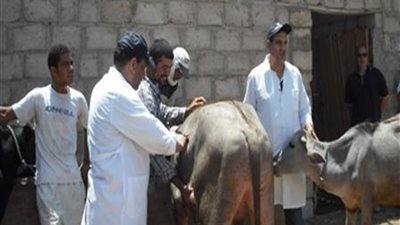 بيطري الفيوم يحصن 76 ألف حيوان ضد الحمى القلاعية و337 أختبار ضد الدرن البروسيلا 