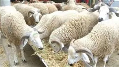 متى موعد عيد الأضحى؟.. تعرف على أول أيام عيد الأضحى المبارك