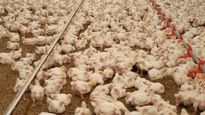 التفتيش على 4 عيادات ومراكز بيطرية وعلاج وتحصين 5 آلاف و650  طائر بالفيوم 