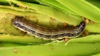 البيئة تستعد لمواجهة دخول دودة 