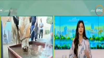 قبل شراء أضحية العيد.. تعرف على نصائح وزارة الزراعة