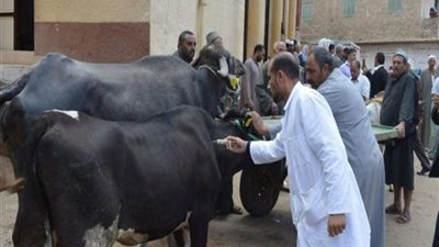 تحصين 84 ألف رأس ماشية ضد 