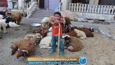 شوادر الخراف.. الأضاحي حاضرة وغاب المشترين (صور)