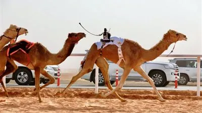 انطلاق فعاليات النسخة الثانية لمهرجان ولي العهد للهجن