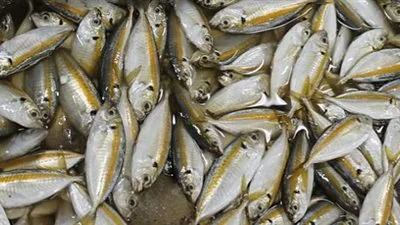 قبل ما تنزل تشتري تعرف على أسعار الاسماك اليوم الجمعة 2-8-2019