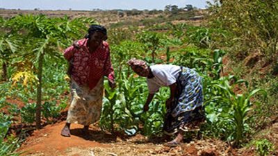 وصول خدمات الإرشاد الإلكتروني في كينيا إلى المزيد من المزارعين