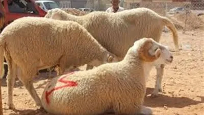 ركود في سوق المواشي قبل عيد الأضحي..والزراعة انخفاض الأسعار 10% عن العام الماضى