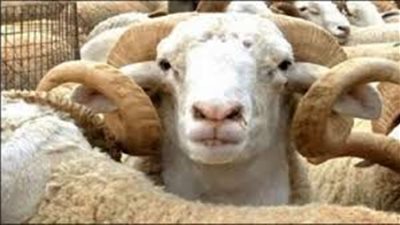 هل يجوز للأب وزوج ابنته الاشتراك في أضحية واحدة؟.. 