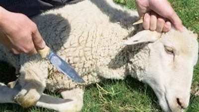 قبل عيد الأضحى 2019| الإفتاء: يجوز أن يضحى الأخ الأكبر عن الأخوة 