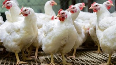 الوزراء: مصر حققت الاكتفاء الذاتي من الدواجن في 2018 بنسبة 95% 