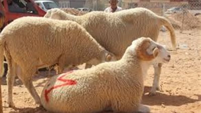 قبل عيد الاضحي بأيام جزارين الاقبال على شراء الأضاحي ضعيف