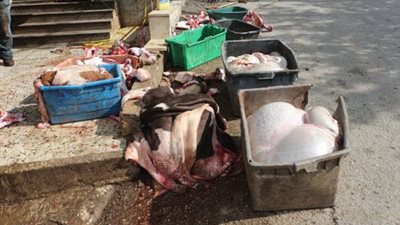 عادل حسن يناشد بعدم إلقاء مخلفات الذبح بشبكات الصرف الصحي