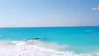 شاهد.. ظهور حوت في أحد شواطئ الساحل الشمالي