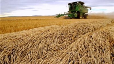 مؤسسة الحبوب السعودية تيسر قواعد وتفتح الباب أمام قمح البحر الأسود