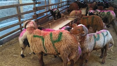 رغم انخفاض أسعار الخراف.. تجار الأضاحي بالإسكندرية يشكون قلة الحجوزات