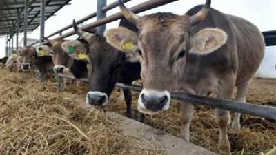 تاجر ماشية: الأسعار أرخص كثيرًا عن العام الماضي