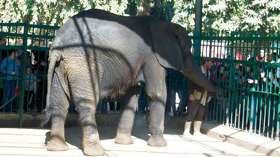 حديقة الجيزة تستقبل الجمهور بـ