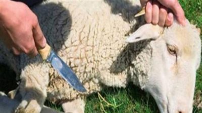 الإفتاء توضح طريقة توزيع الأضحية وأحشائها